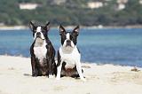 BOSTON TERRIER 289